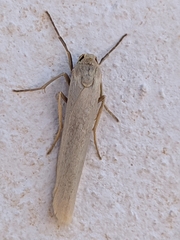 Eilema interpositella