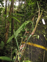 Philodendron heleniae