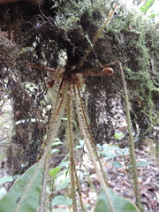 Elaphoglossum tanganjicense