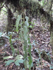Elaphoglossum tanganjicense