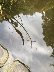 Cyprinus rubrofuscus