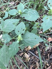Dicliptera brachiata