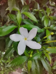 Tabernaemontana divaricata