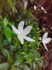 Tabernaemontana divaricata