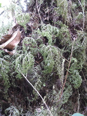 Hymenophyllales