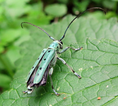 Saperda octopunctata
