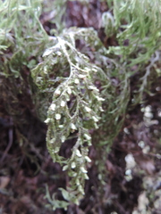 Hymenophyllales