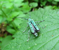 Saperda octopunctata