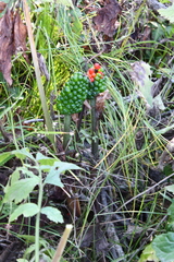 Arisaema amurense