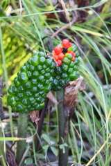 Arisaema amurense