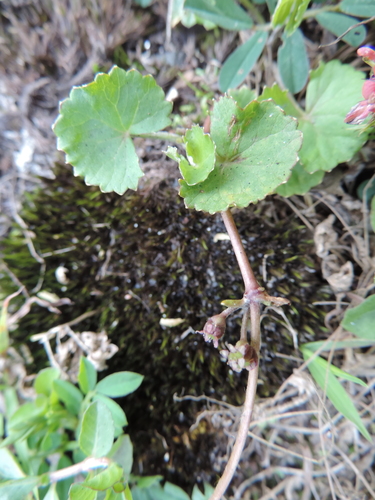 Centella asiatica image