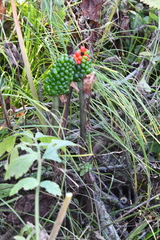 Arisaema amurense