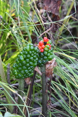 Arisaema amurense
