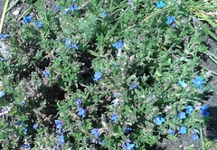Glandora diffusa