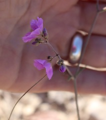 Boerhavia linearifolia