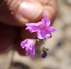 Boerhavia linearifolia