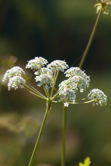 Peucedanum cervaria