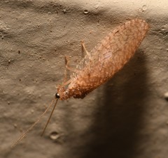Micromus subanticus