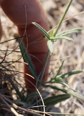 Boerhavia linearifolia