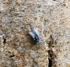 Prociphilus bumeliae