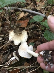 Basidiomycota