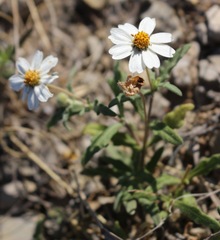 Melampodium cinereum