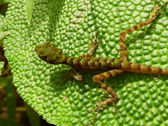 Anolis ventrimaculatus