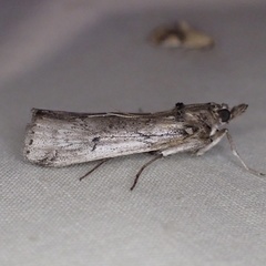 Melitara prodenialis