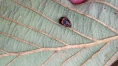 Coccinellidae
