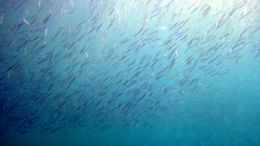 Silver-Stripe Round Herring photo 5