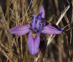 Moraea polystachya