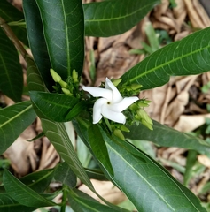Tabernaemontana catharinensis