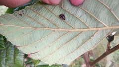 Coccinellidae
