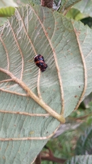 Coccinellidae