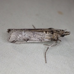 Melitara prodenialis