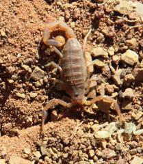 Uroplectes gracilior