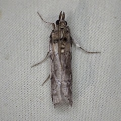 Melitara prodenialis