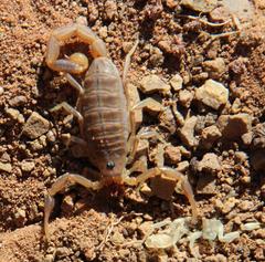 Uroplectes gracilior