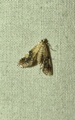 Elophila nebulosalis