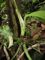 Philodendron heleniae
