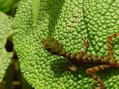 Anolis ventrimaculatus