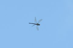 Polycanthagyna ornithocephala