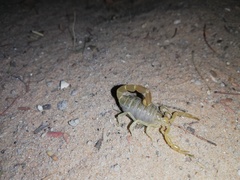 Parabuthus kuanyamarum