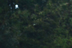 Polycanthagyna ornithocephala