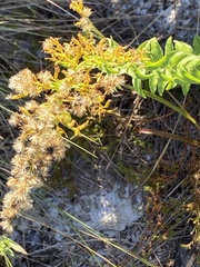 Solidago chapmanii image