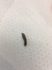 Insecta