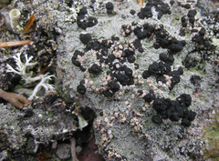 Trapeliopsis granulosa