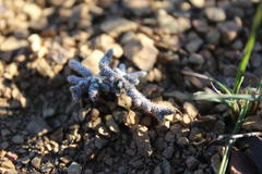 Anacampseros ustulata