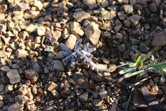 Anacampseros ustulata