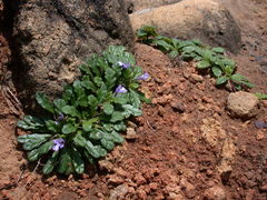 Ajuga pygmaea